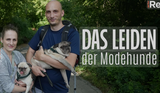 das leiden der modehunde